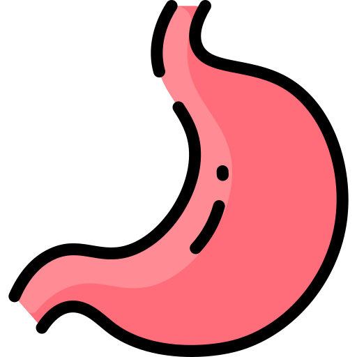 stomach illustration